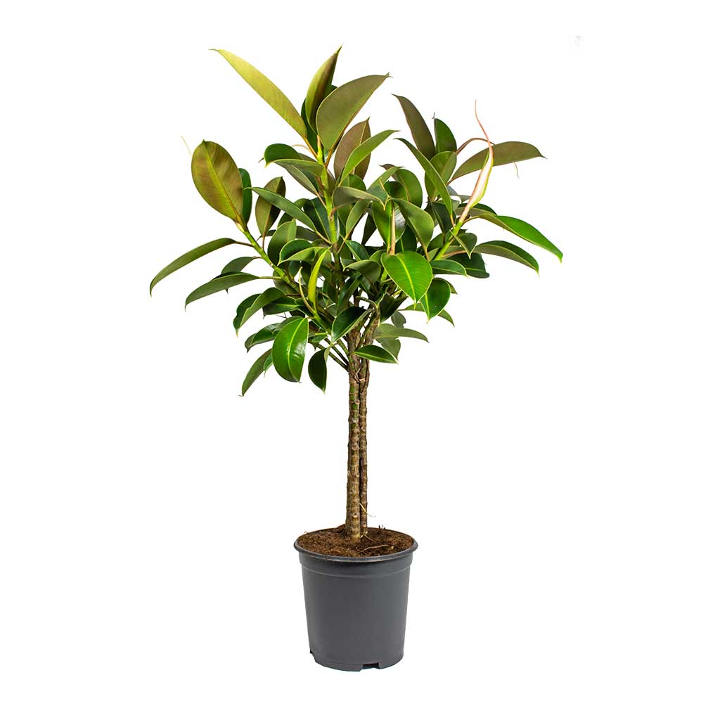 Ficus elastica Melany - Rubber Plant - Straight Stem