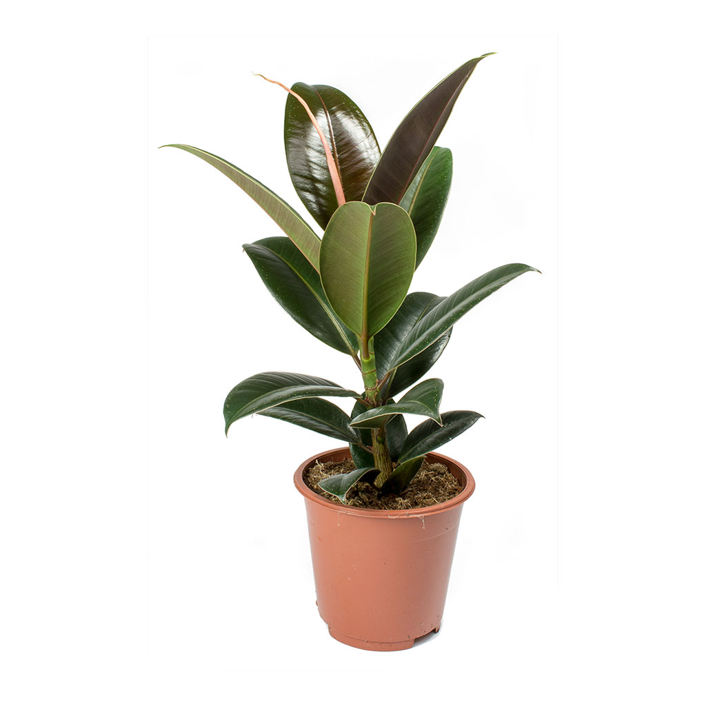 rubber tree melany Ficus elastica Melany - Rubber Plant Houseplants | Hortology