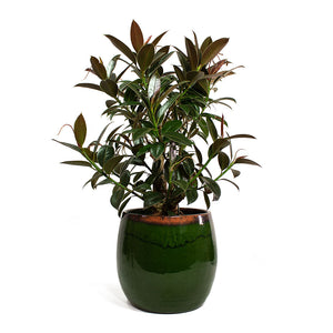 Ficus elastica Petite Melany Rubber Plant with Charlotte Plant Pot Green