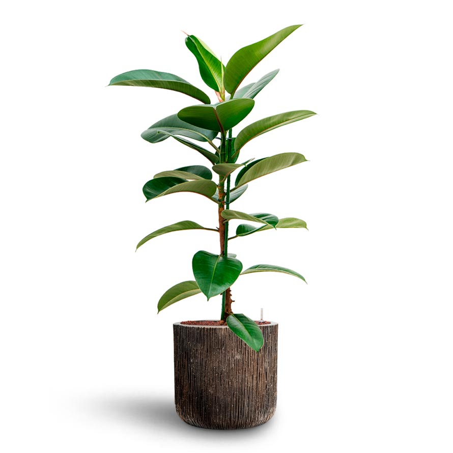 Ficus elastica Robusta - Rubber Plant - Hydroculture & Luxe Lite Waterfall Cylinder Planter