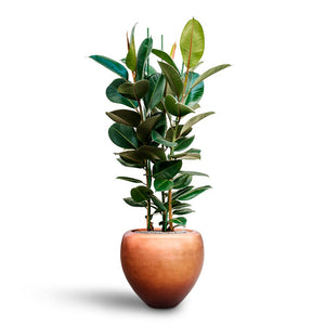 Ficus elastica Robusta - Rubber Plant - Hydroculture & Metallic Couple Planter Matt Copper