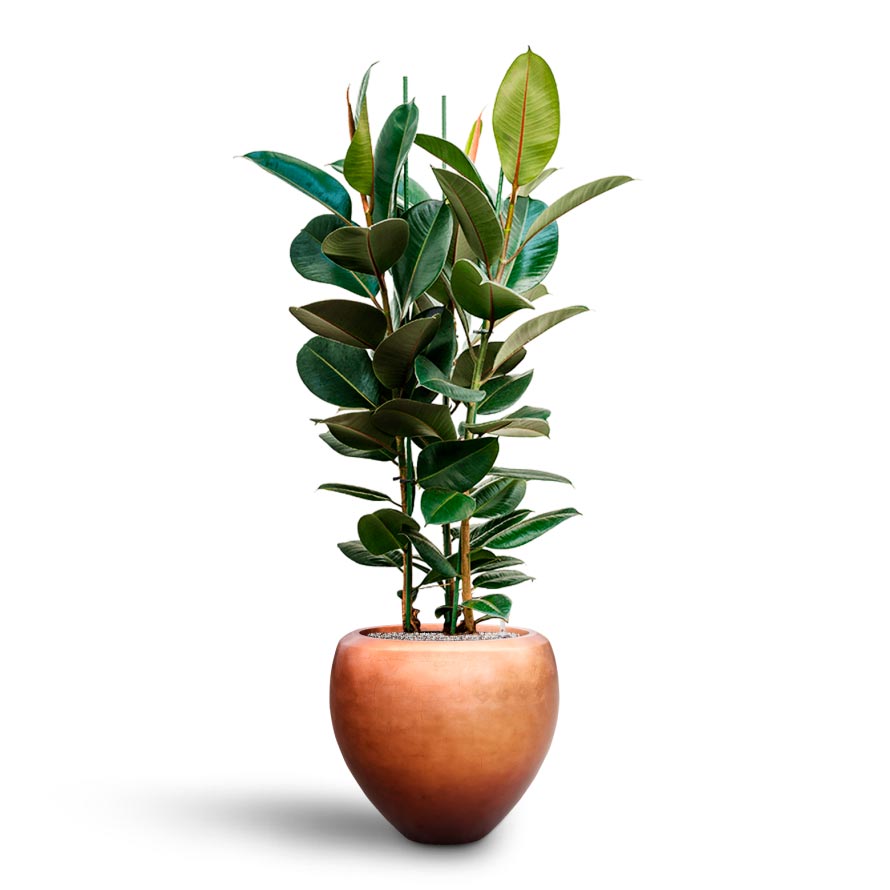 Metallic Couple Plant Pot - Matt Copper & Rubber Plant Hydroculture