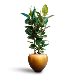 Ficus elastica Robusta - Rubber Plant - Hydroculture & Metallic Couple Matt Honey Planter