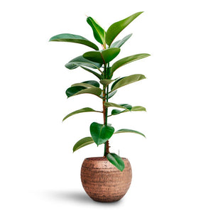 Ficus elastica Robusta - Rubber Plant - Hydroculture & Opus Hammered Globe Planter Gold