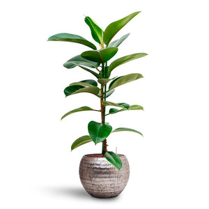 Ficus elastica Robusta - Rubber Plant - Hydroculture & Opus Globe Silver Planter