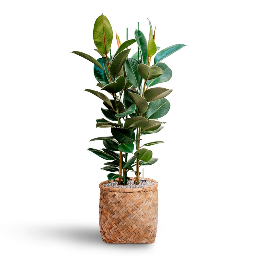 Ficus elastica Robusta - Rubber Plant - Hydroculture & Zayn Bamboo Planter