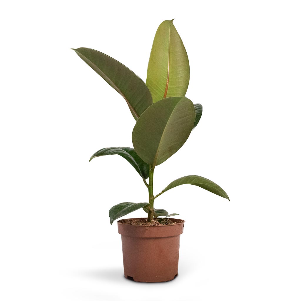 Ficus elastica Robusta - Rubber Plant