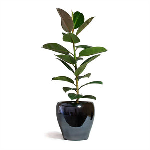 Ficus elastica Robusta Rubber Plant & Amora Plant Pot - Anthracite Mirror