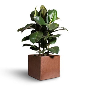 Ficus elastica Robusta - Rubber Plant & Maud Artstone Plant Pots - Set of 3 - Oak