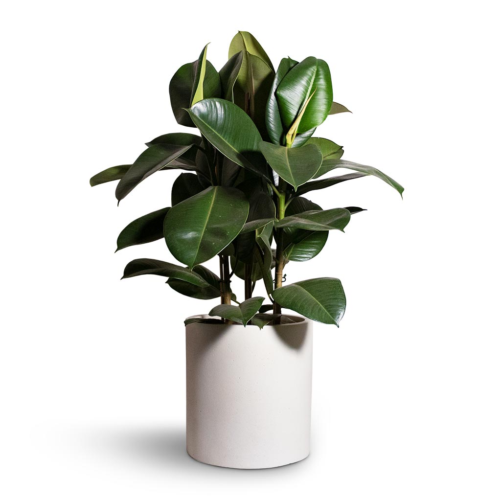 Ficus elastica Robusta - Rubber Plant & Max Refined Planter - Natural White