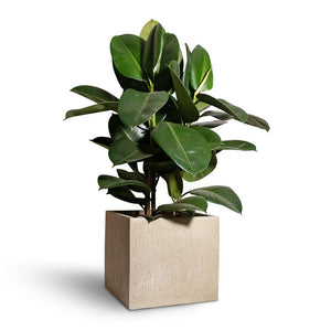 Ficus elastica Robusta - Rubber Plant & Raindrop Cube Planter - Stone