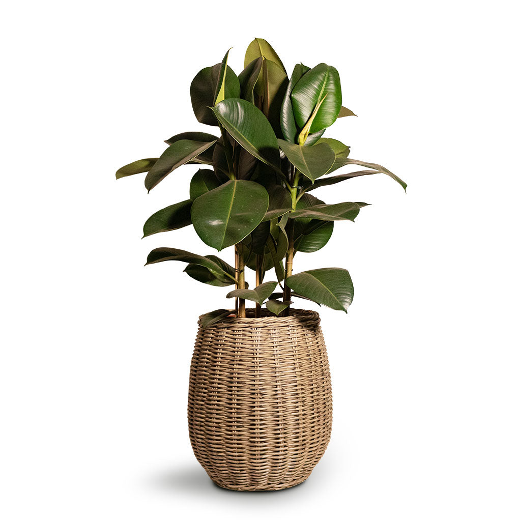 Pflanzkorb 25x25x20 Cm – Ideal Für Teichpflanzen & Wasserpflanzen