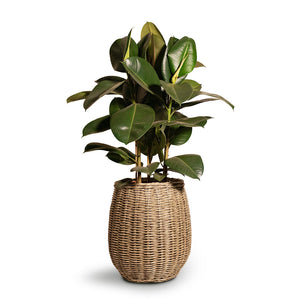 Ficus elastica Robusta - Rubber Plant & Siona Wikr Plant Baskets - Natural
