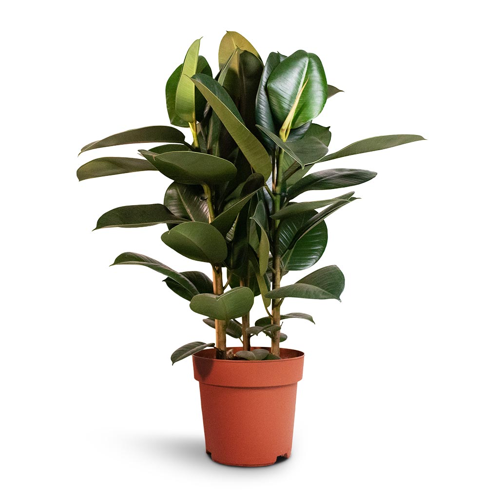 Ficus elastica Robusta - Rubber Plant - 24 x 90cm