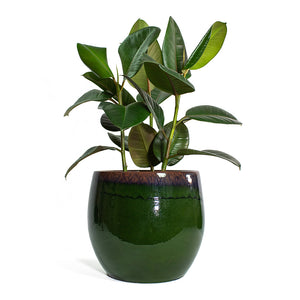 Ficus elastica Robusta Rubber Plant with Charlotte Plant Pot Green