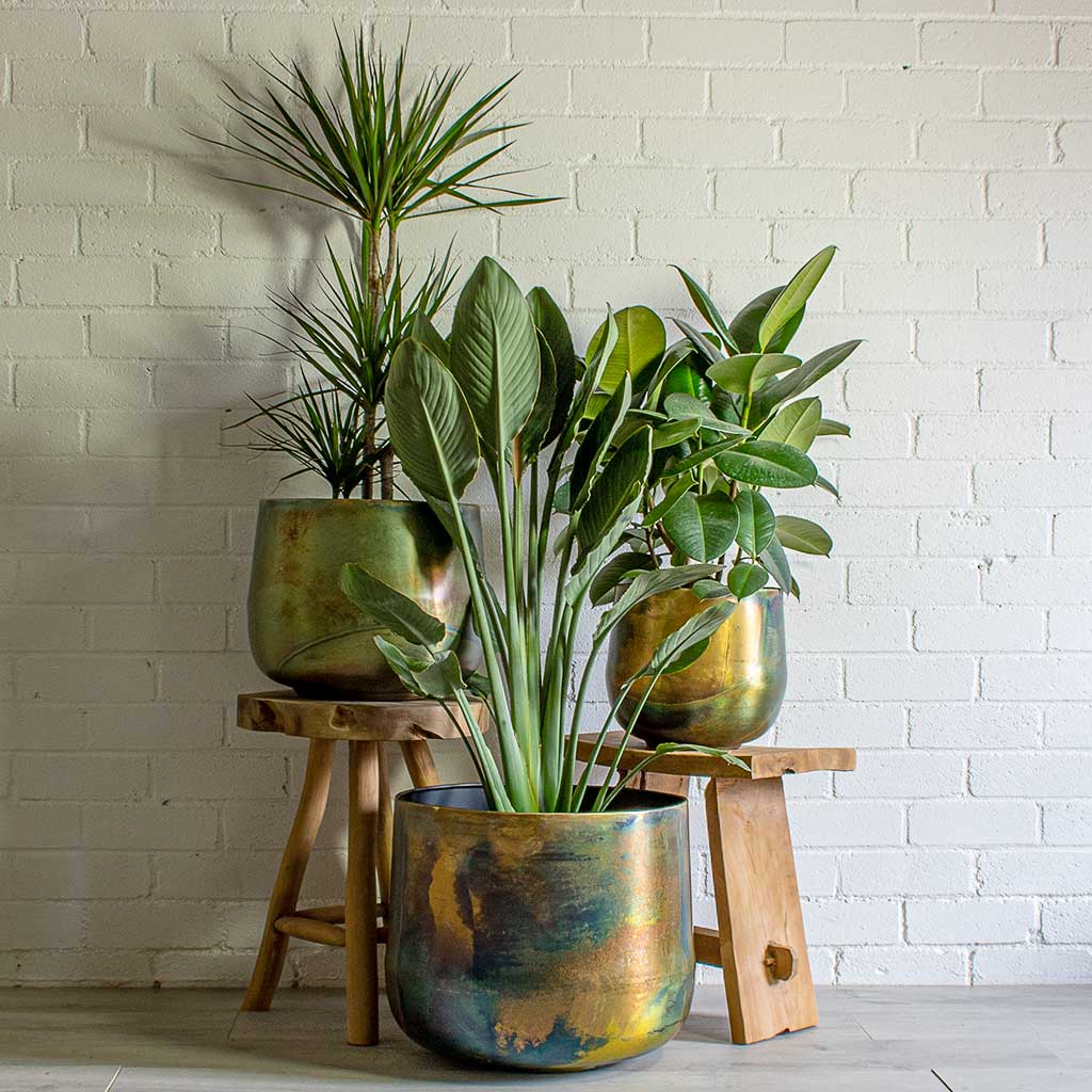Elisa Metal Plant Pots Set of 3 - Vintage Green & Houseplants