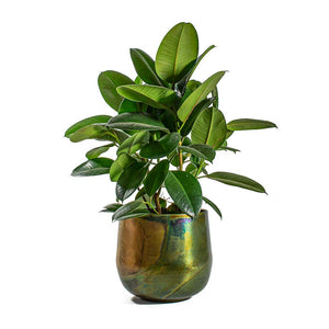 Ficus elastica Robusta Rubber Plant & Elisa Metal Plant Pots Set of 3 - Vintage Green