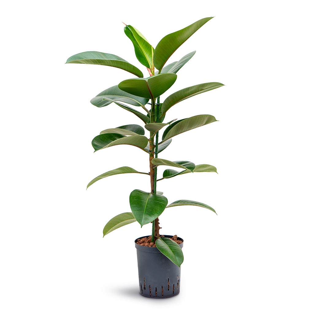 Ficus elastica Robusta - Rubber Plant - Hydroculture - 18/19 x 100cm (1 stem)