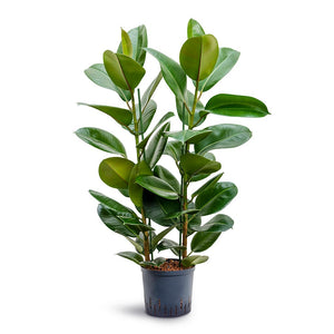 Ficus elastica Robusta - Rubber Plant - Hydroculture - 22/19 x 100cm (2 stem)