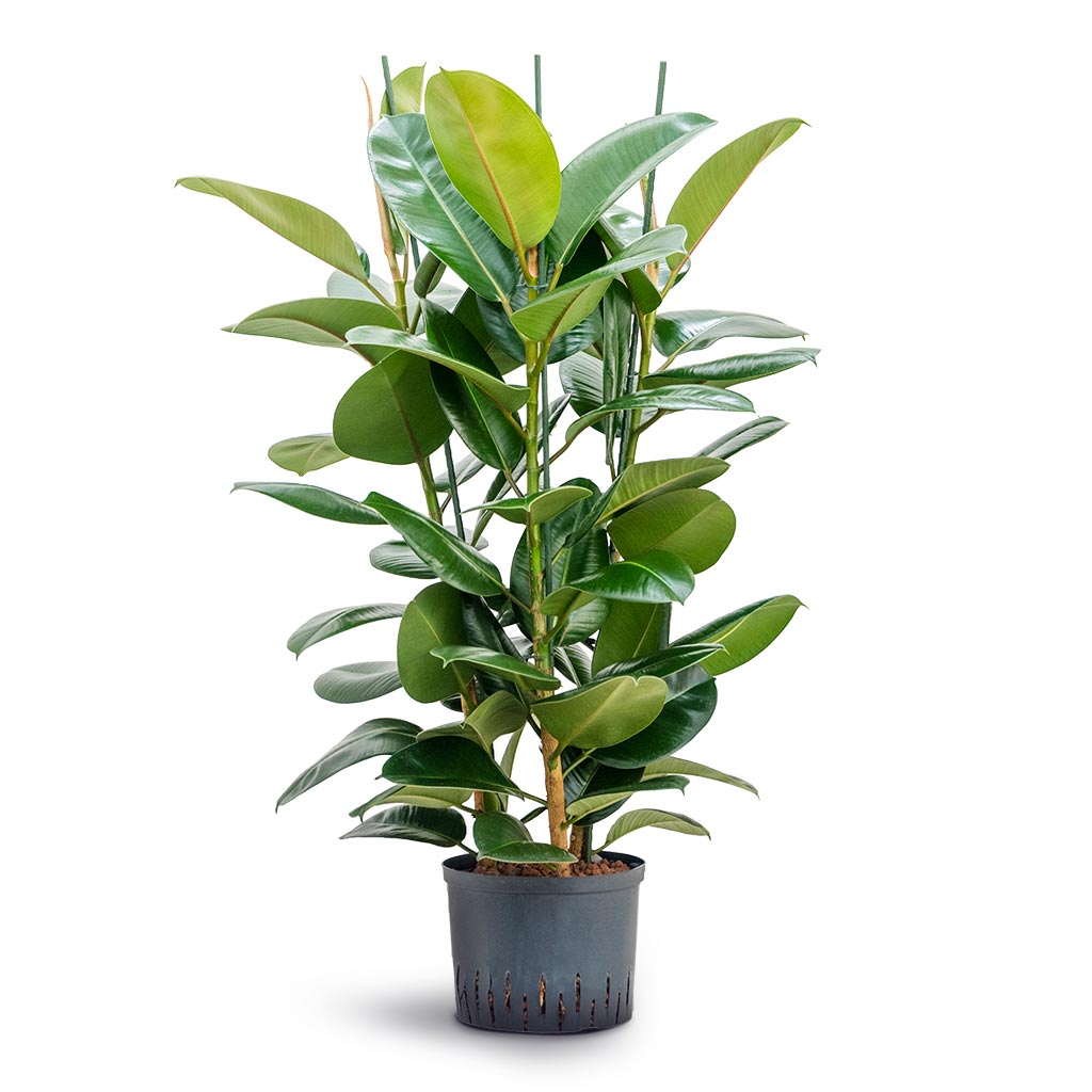 Ficus elastica Robusta - Rubber Plant - Hydroculture - 25/19 x 120cm (3 stem)