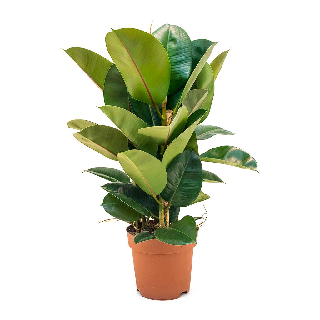 Ficus elastica Robusta - Rubber Plant - Large