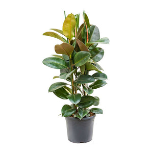Ficus elastica Robusta - Rubber Plant - Extra Large