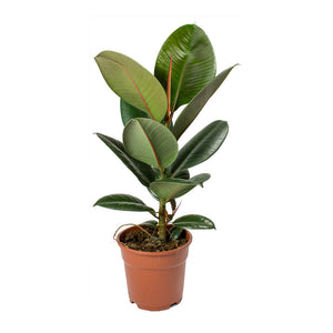 Ficus elastica Robusta - Rubber Plant