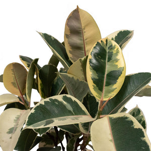 Ficus elastica Tineke - Variegated Rubber Plant Close Up