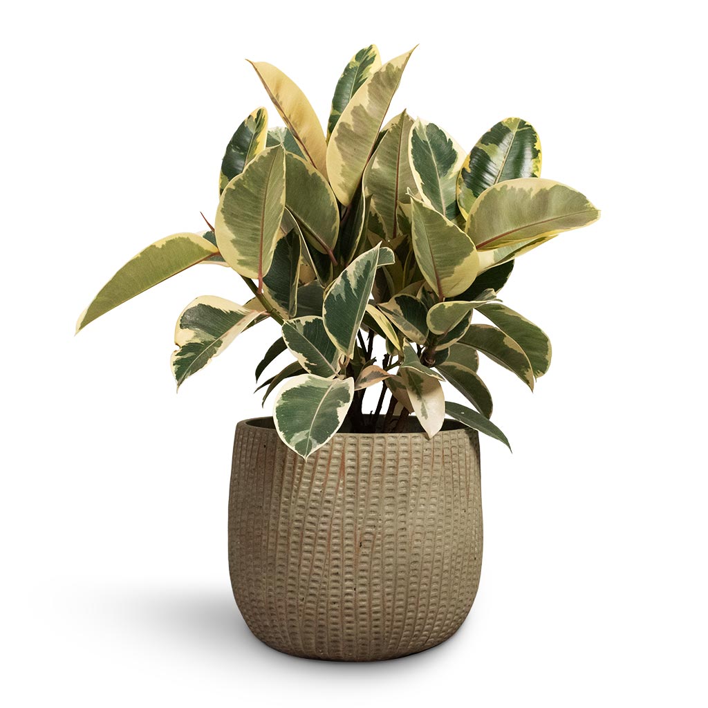 Ficus elastica Tineke - Rubber Plant Houseplant &amp; Feico Plant Pot - Mint Grey