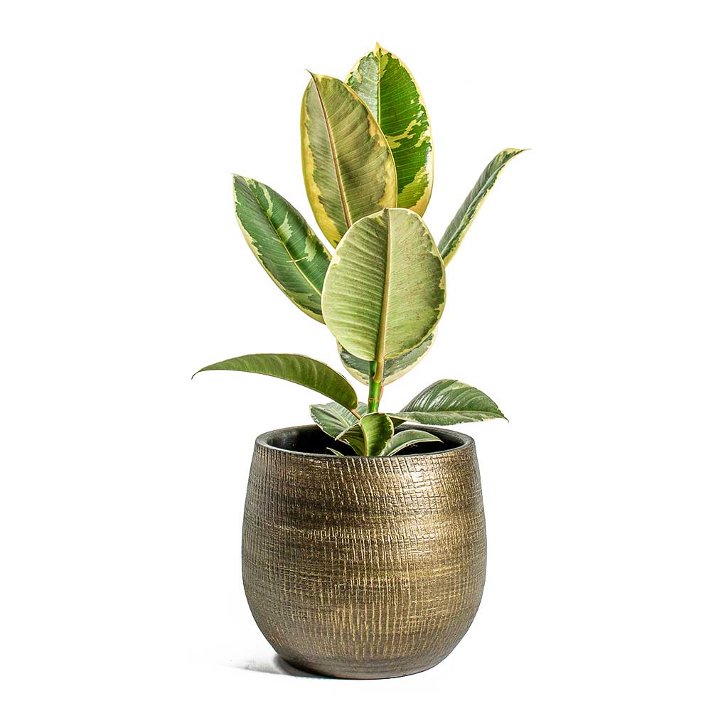 Ryan Plant Pot - Shiny Gold & Ficus Elastica Tineke