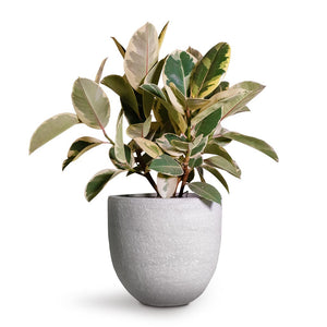 Ficus elastica Tineke - Variegated Rubber Plant & Cas Plant Pot - Cool Grey