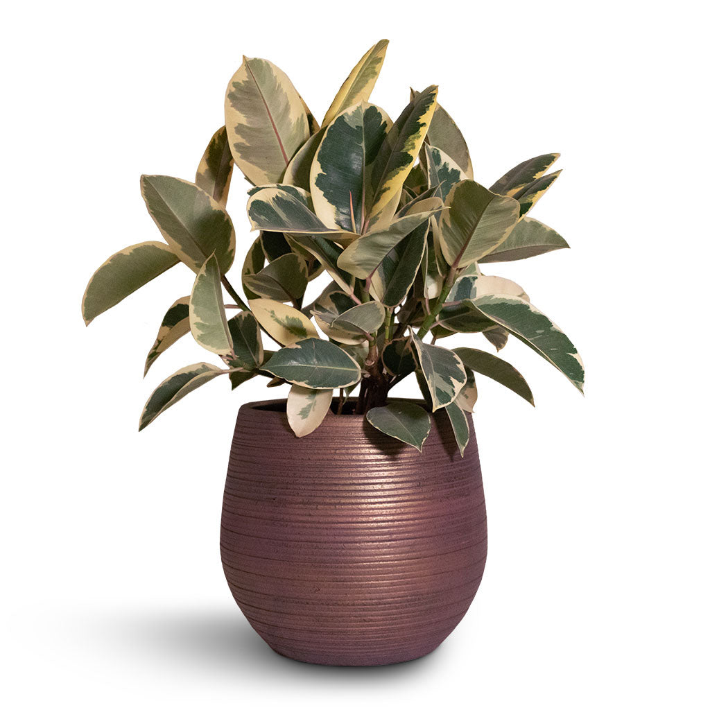 Lydia Plant Pot - Shiny Purple & Ficus Tineke
