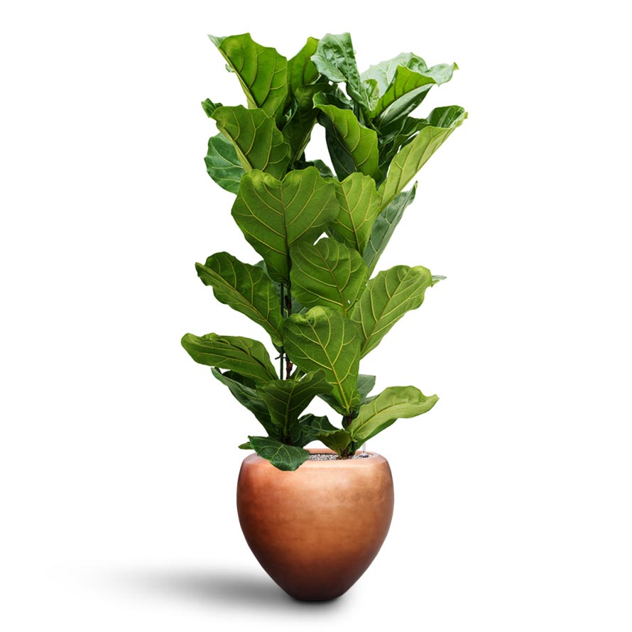 Ficus lyrata - Hydroculture 2 stems Metallic Couple Plant Pot - Matt Copper 50 x 45cm