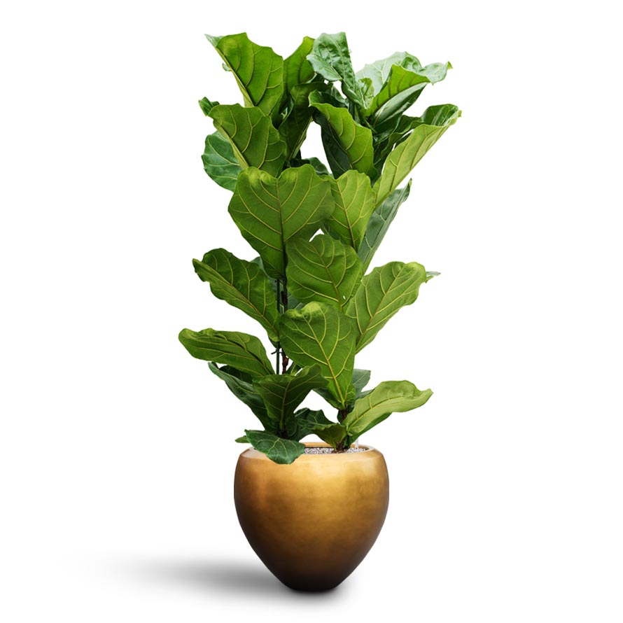 Ficus lyrata - Hydroculture Indoor Plant & Metallic Couple Plant Pot - Matt Honey