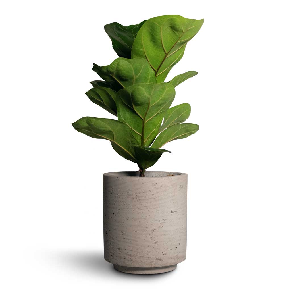 Ficus lyrata Bambino - Dwarf Fiddle Leaf Fig & Suzi Plant Pot