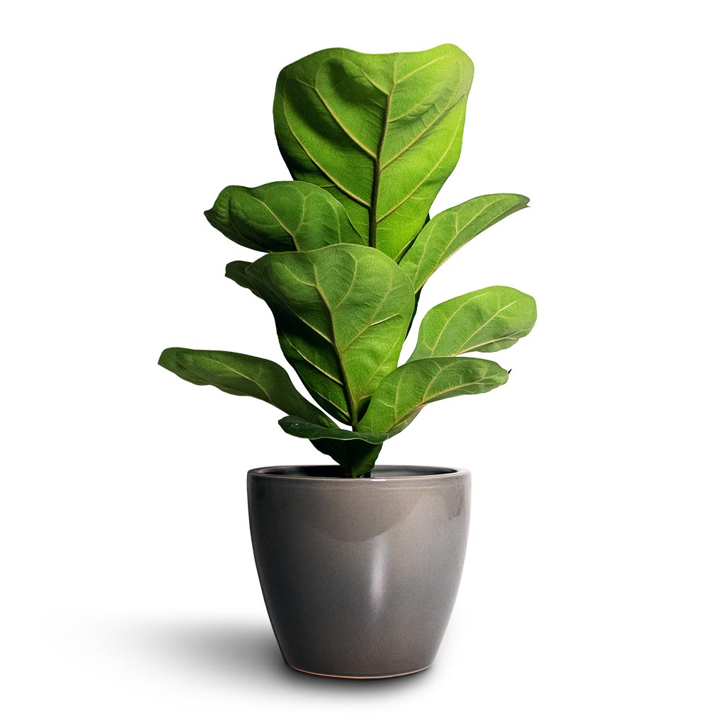 Ficus lyrata Bambino - Dwarf Fiddle Leaf Fig Houseplant & Sven Plant Pot - Smoke