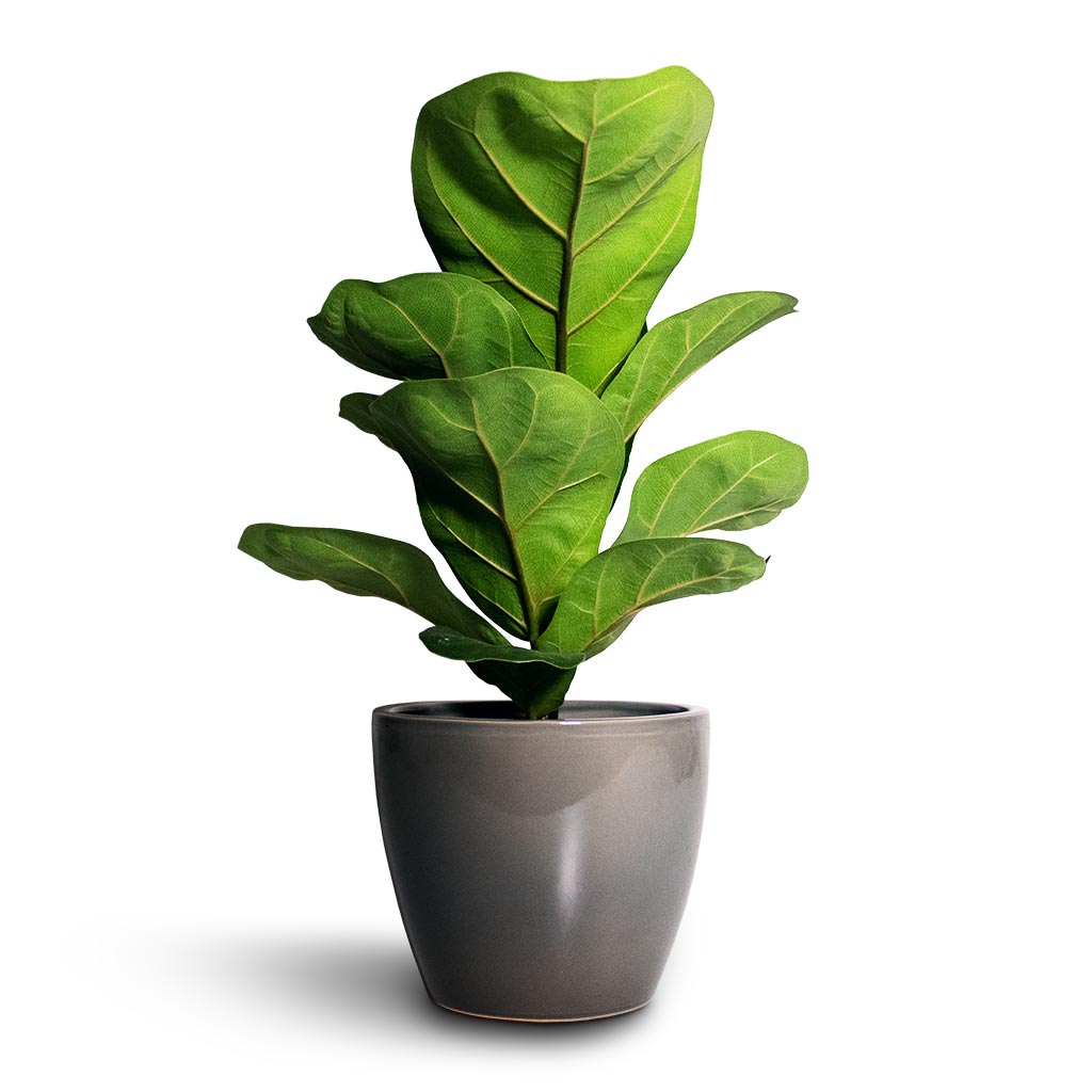 Ficus lyrata Bambino - Dwarf Fiddle Leaf Fig Indoor Plants | Hortology ...