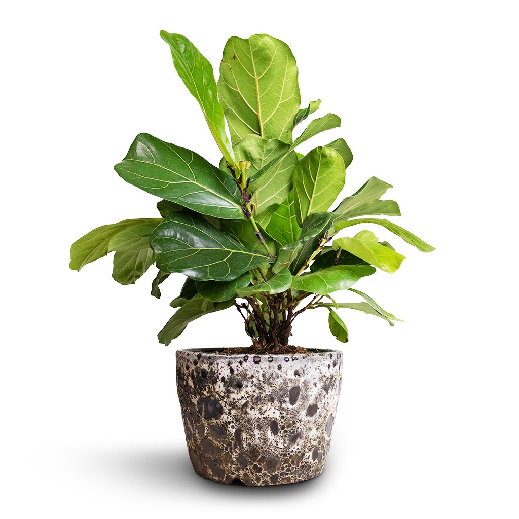 Ficus lyrata Bambino - Dwarf Fiddle Leaf Fig Indoor Plants | Hortology ...