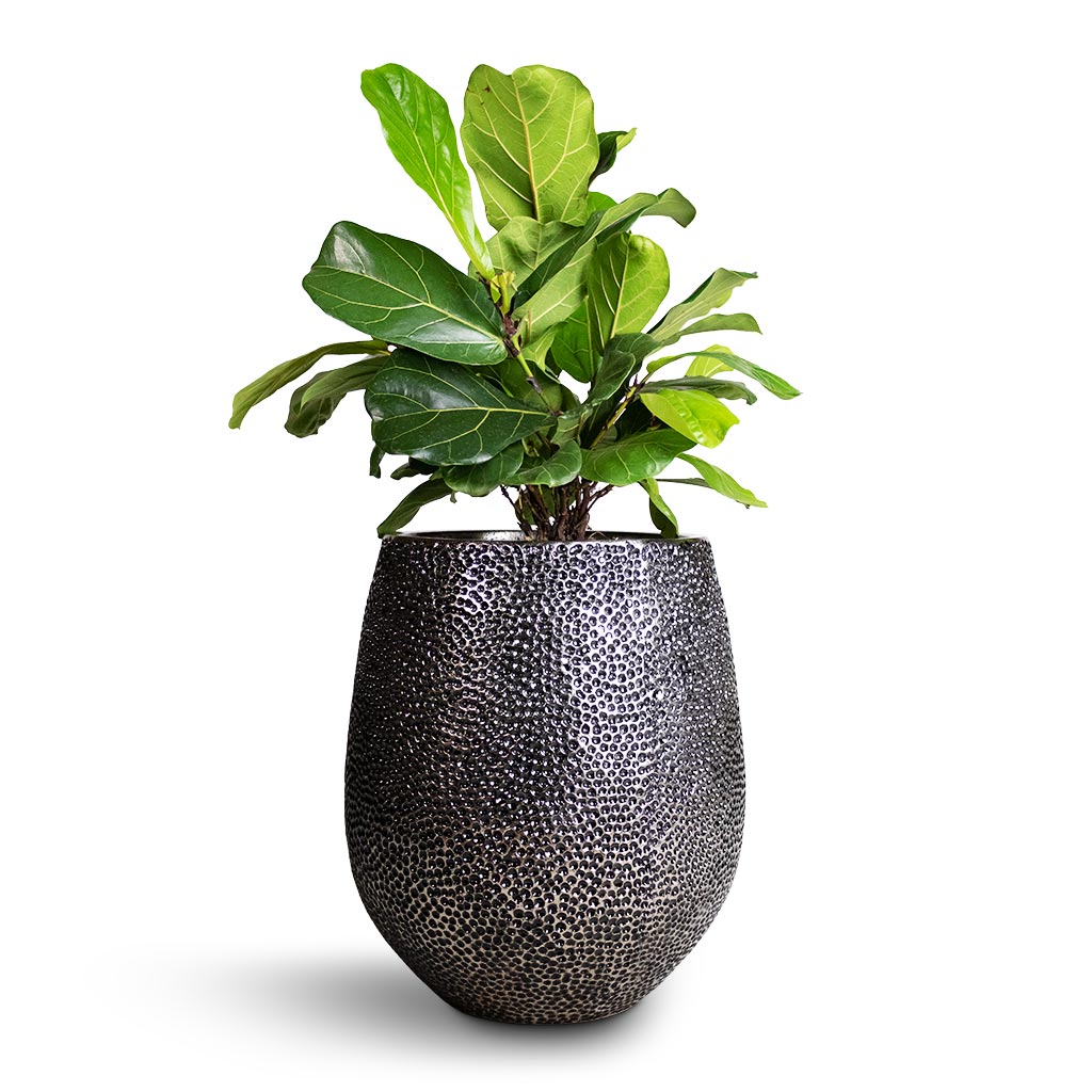 Opus Hit Darcy Planter - Silver & Ficus Lyrata Bambino