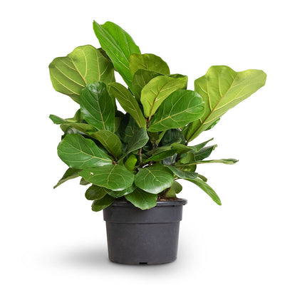 Ficus lyrata Bambino - Dwarf Fiddle Leaf Fig Indoor Plants | Hortology