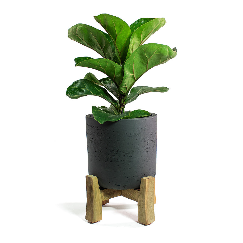 Chrysalidocarpus lutescens Areca Palm with Charlie Plant Pot Low Stand Black Washed