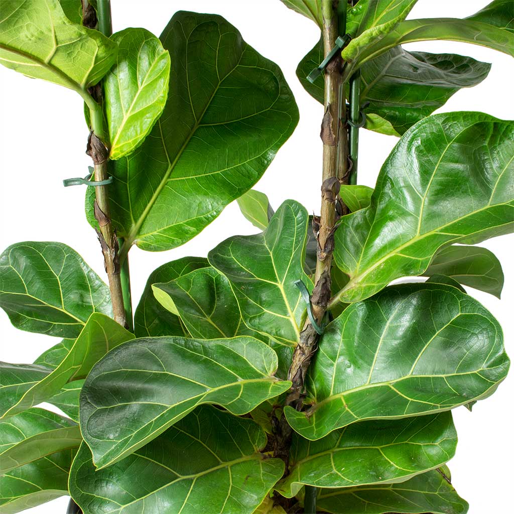 Ficus lyrata Bambino Dwarf Fiddle Leaf Fig Leaves Hydro