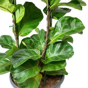 Ficus lyrata Bambino - Dwarf Fiddle Leaf Fig Leaves