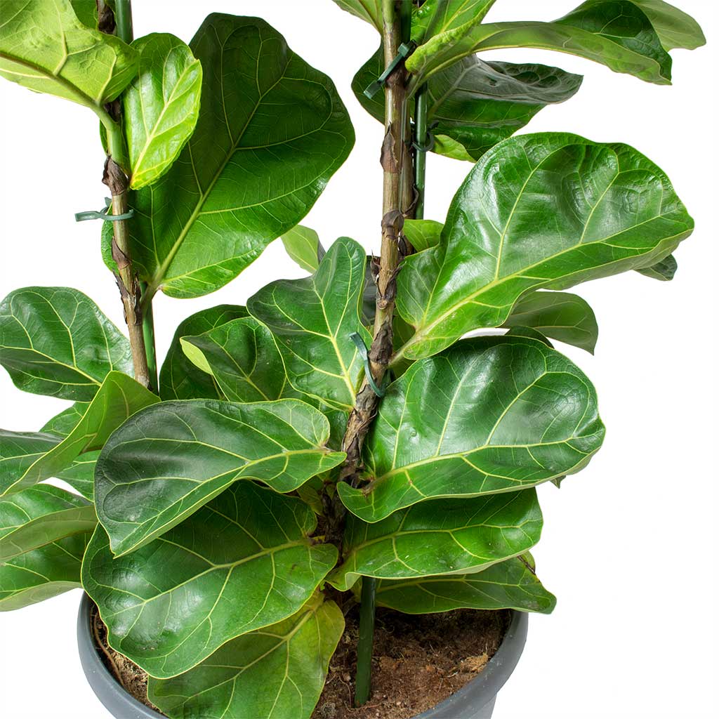 Ficus lyrata Bambino - Dwarf Fiddle Leaf Fig Indoor Plants | Hortology ...