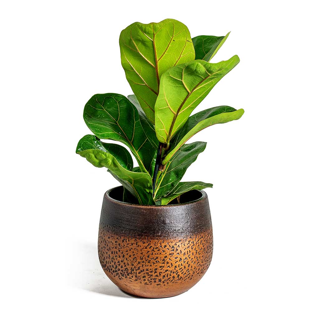 Mya Plant Pot - Shiny Mocha & Ficus Lyrata Bambino