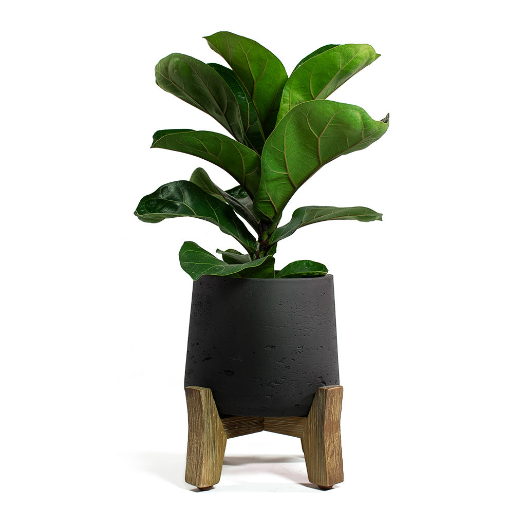 Ficus lyrata Bambino Dwarf Fiddle Leaf Fig with Patt Plant Pot Low Stand Black Washed