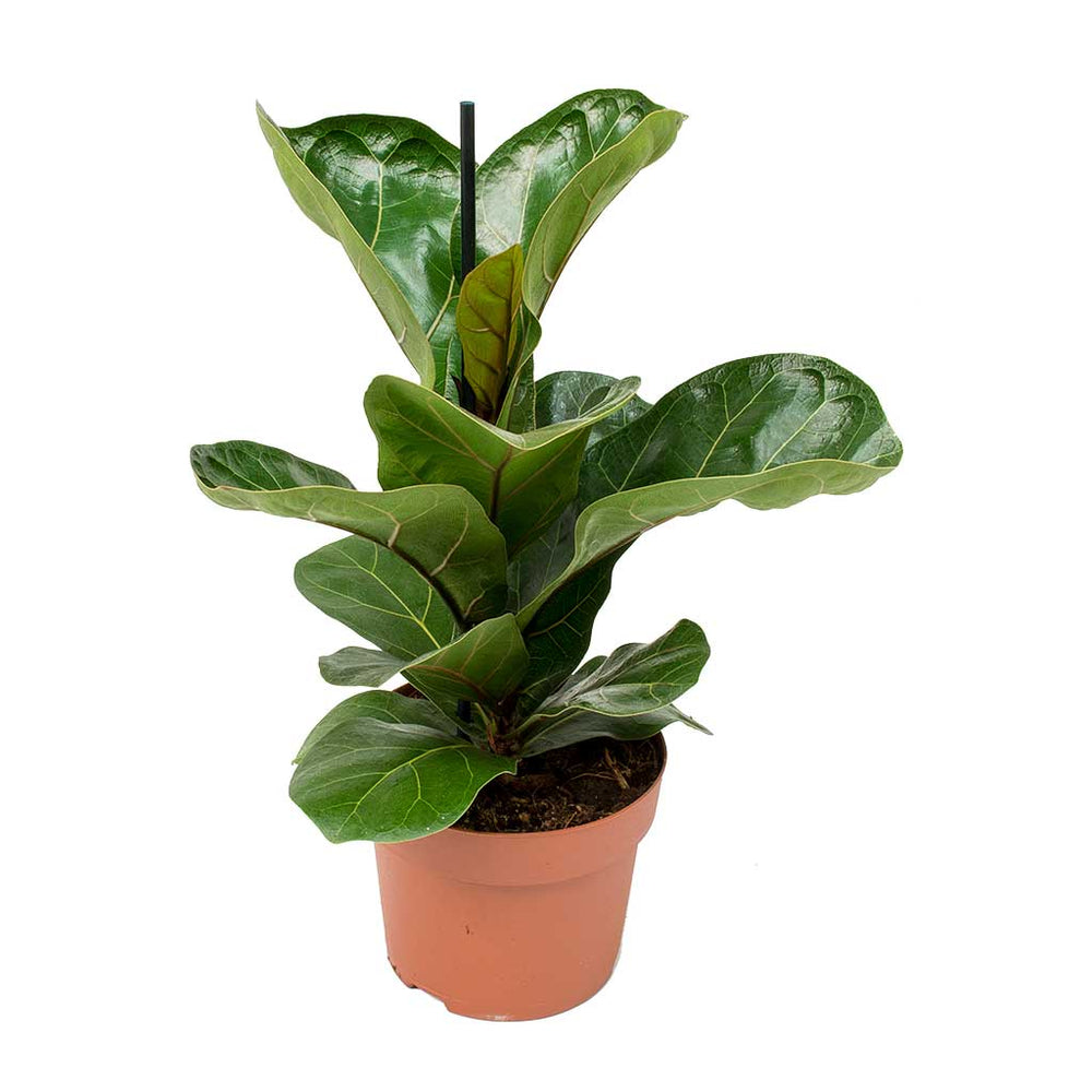 Ficus lyrata Bambino - Dwarf Fiddle Leaf Fig Indoor Plants | Hortology