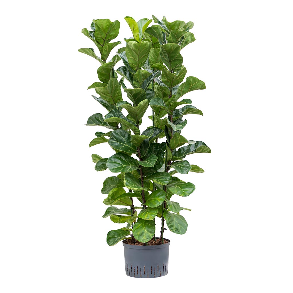 Ficus lyrata Bambino - Hydroculture - 28/19 x 120cm (4 Stems)