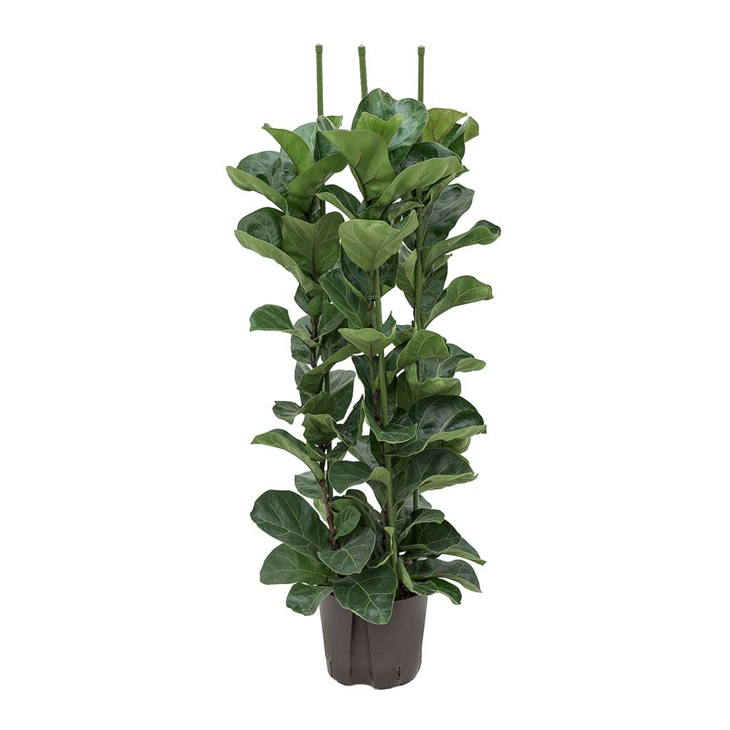 Ficus lyrata Bambino Hydroculture Indoor Plant 3 Stems