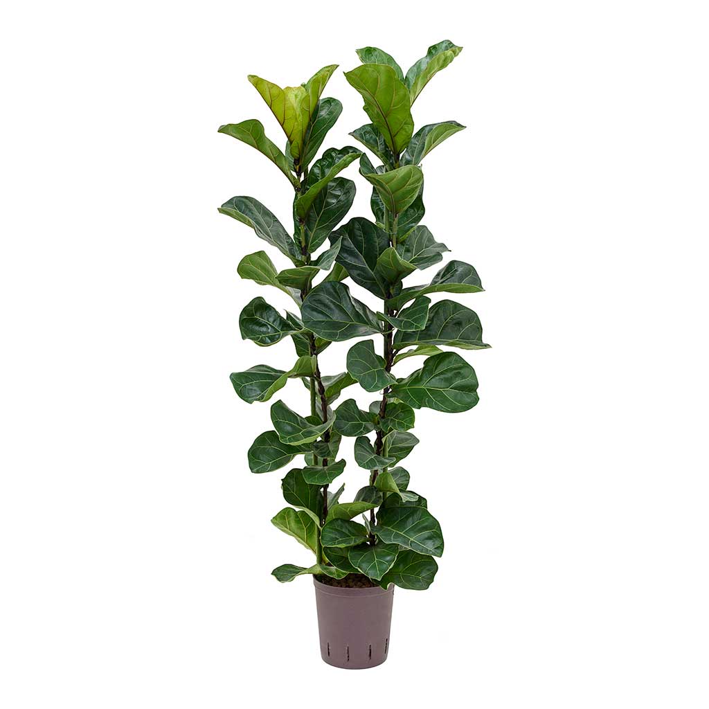 Ficus lyrata Bambino Hydroculture Indoor Plant 2 Stems